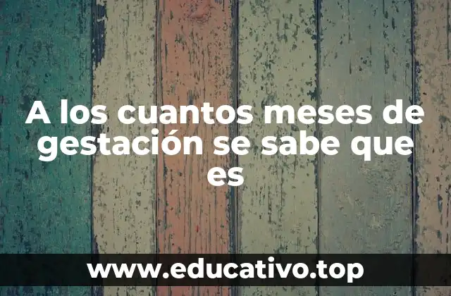 A los cuantos meses de gestación se sabe que es