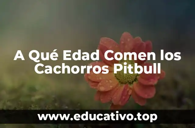 A Qué Edad Comen los Cachorros Pitbull
