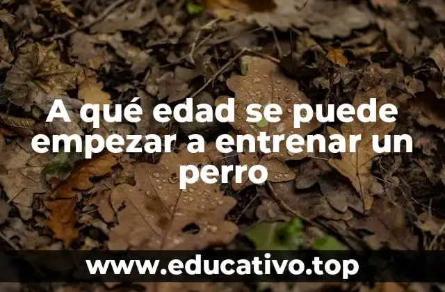 A qué edad se puede empezar a entrenar un perro