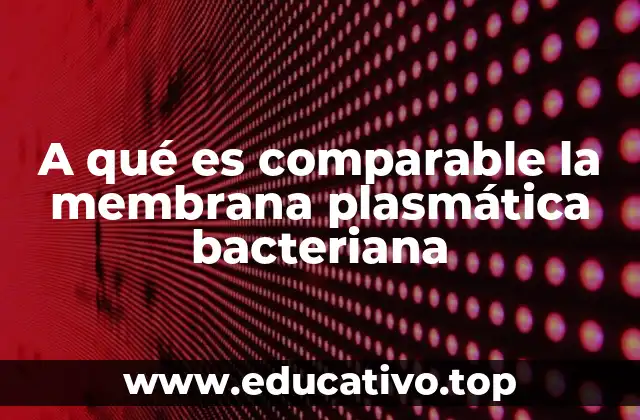 A qué es comparable la membrana plasmática bacteriana
