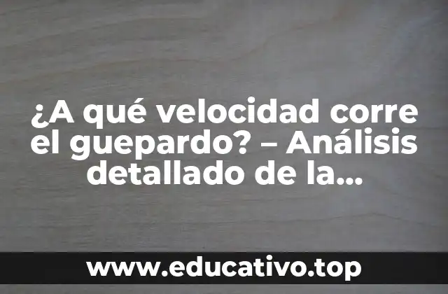 ¿A qué velocidad corre el guepardo? – Análisis detallado de la velocidad del animal más rápido de la sabana
