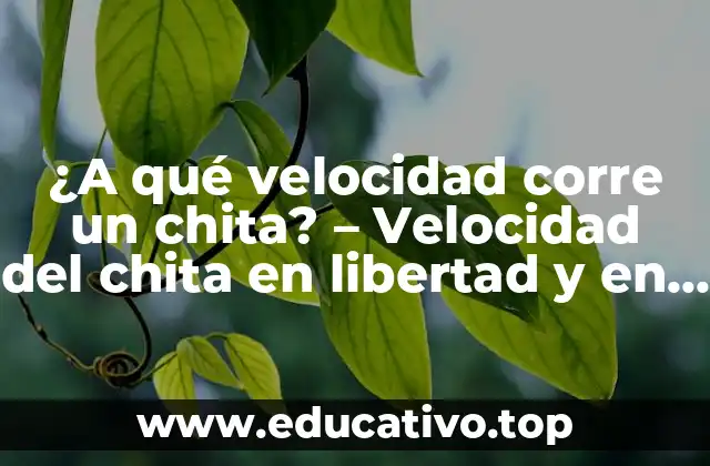¿A qué velocidad corre un chita? – Velocidad del chita en libertad y en cautiverio