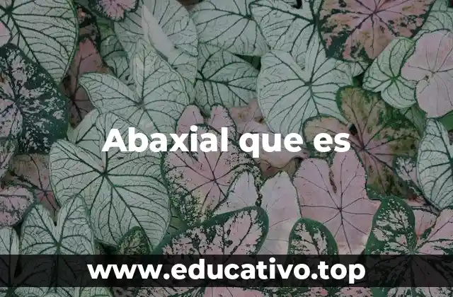 Abaxial que es