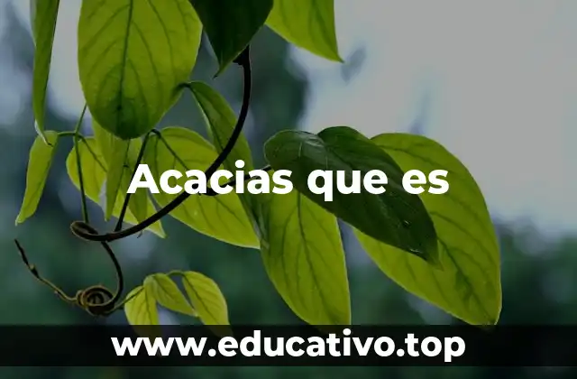 Acacias que es