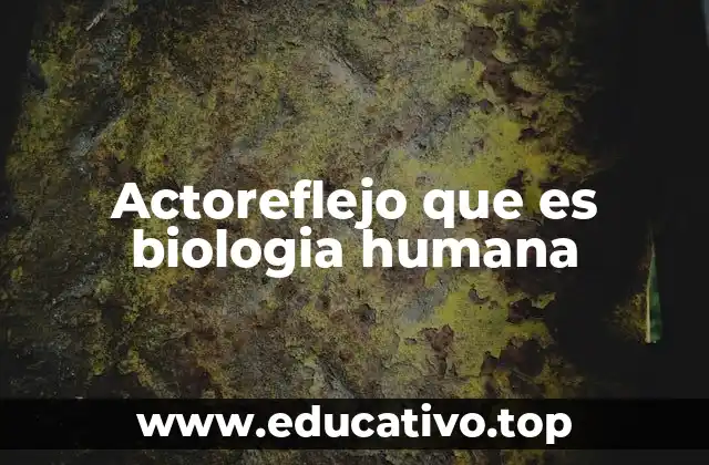 Actoreflejo que es biologia humana