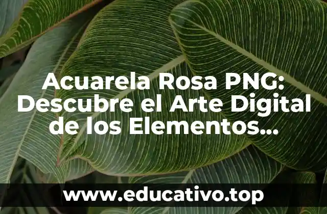 Acuarela Rosa PNG: Descubre el Arte Digital de los Elementos Decorativos