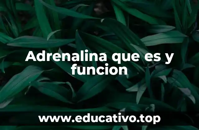 Adrenalina que es y funcion