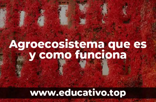 Agroecosistema que es y como funciona