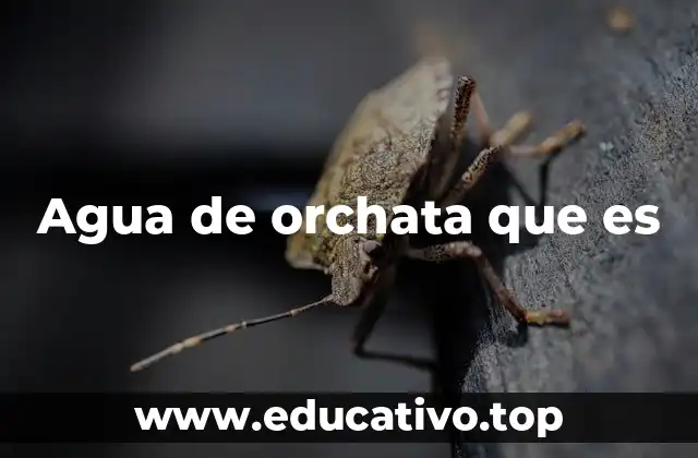 Agua de orchata que es