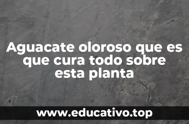 Aguacate oloroso que es que cura todo sobre esta planta