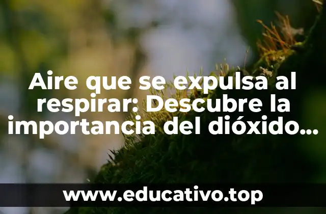 Aire que se expulsa al respirar: Descubre la importancia del dióxido de carbono