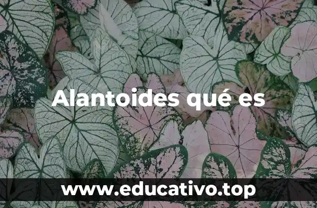Alantoides qué es