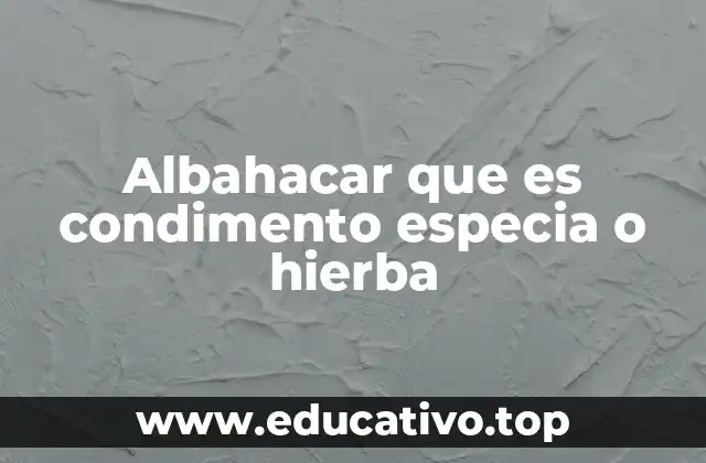 Albahacar que es condimento especia o hierba