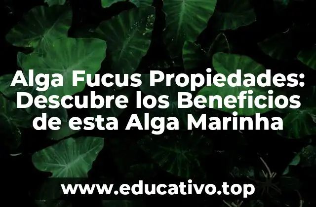 Alga Fucus Propiedades: Descubre los Beneficios de esta Alga Marinha