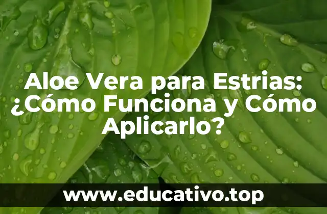 Historia del Aloe Vera