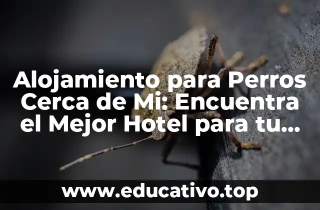 Alojamiento para Perros Cerca de Mi: Encuentra el Mejor Hotel para tu Mascota