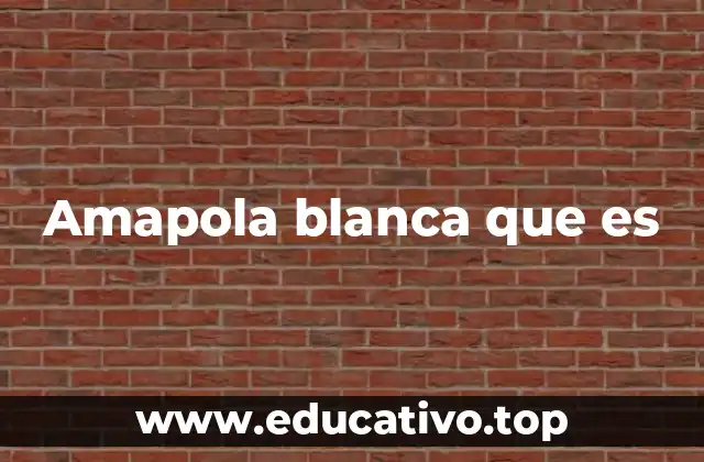 Amapola blanca que es