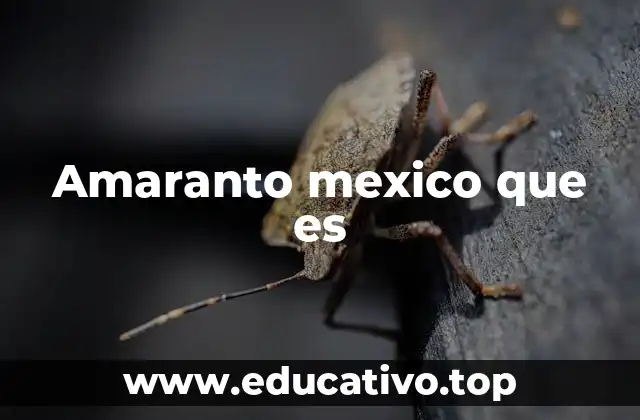 Amaranto mexico que es