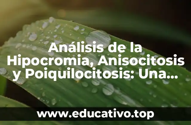 Análisis de la Hipocromia, Anisocitosis y Poiquilocitosis: Una Guía Detallada sobre Anomalías Eritrocíticas