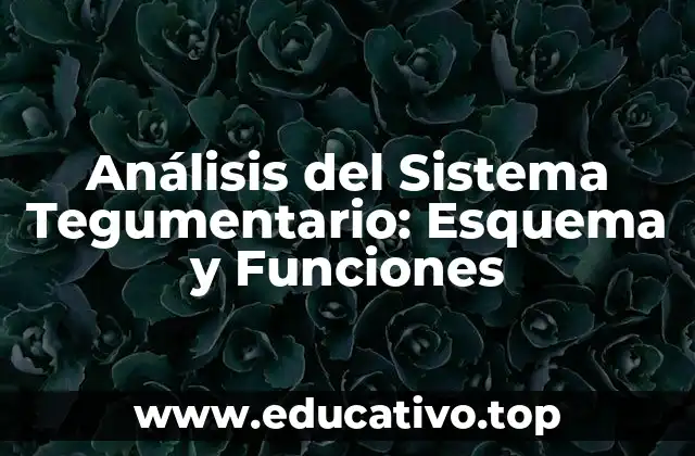 Análisis del Sistema Tegumentario: Esquema y Funciones