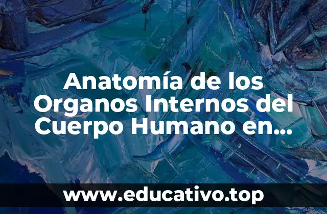 Anatomía de los Organos Internos del Cuerpo Humano en Español