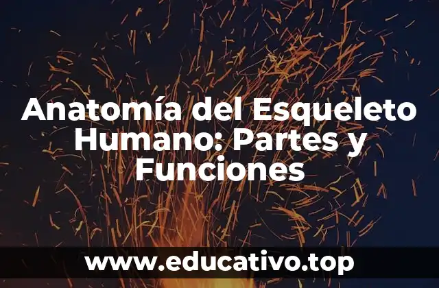 Anatomía del Esqueleto Humano: Partes y Funciones