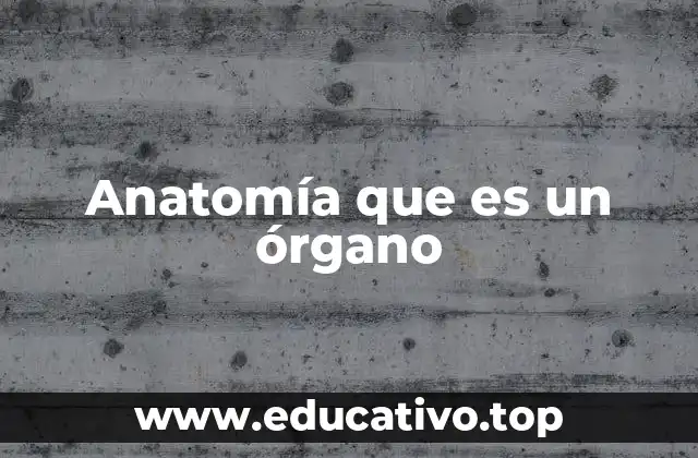 Anatomía que es un órgano