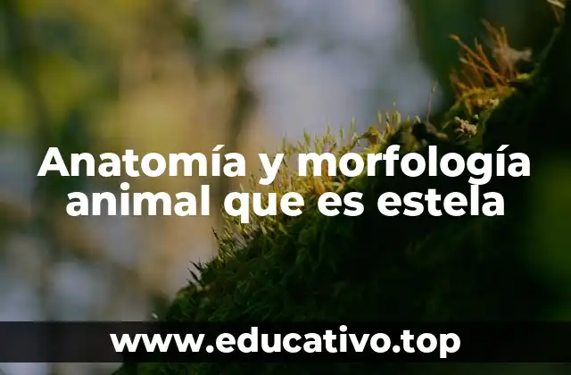 Anatomía y morfología animal que es estela