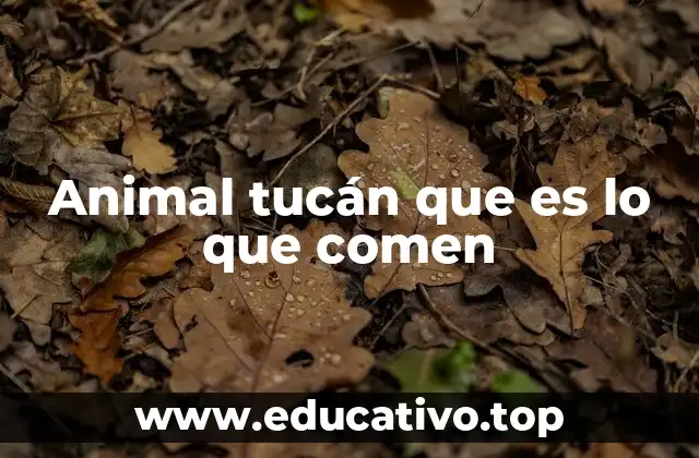 Animal tucán que es lo que comen