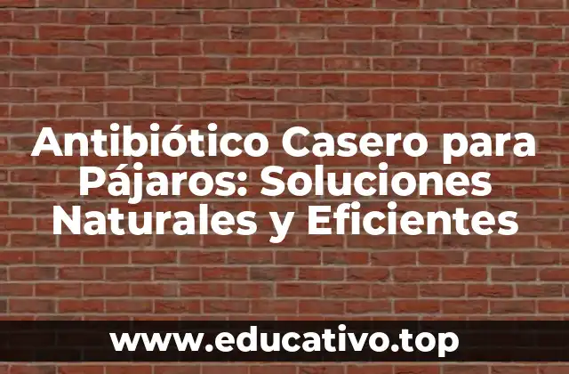Antibiótico Casero para Pájaros: Soluciones Naturales y Eficientes