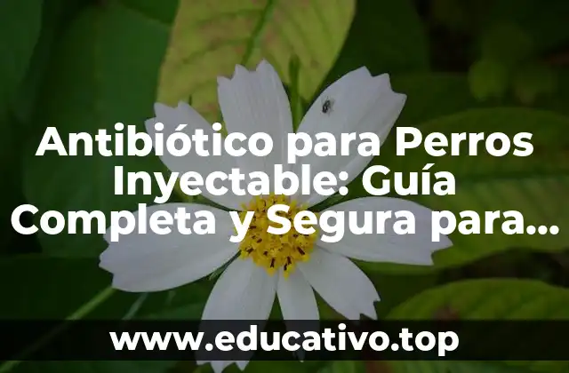 Antibiótico para Perros Inyectable: Guía Completa y Segura para Propietarios de Mascotas