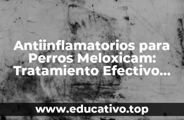 Antiinflamatorios para Perros Meloxicam: Tratamiento Efectivo para la Artritis Canina