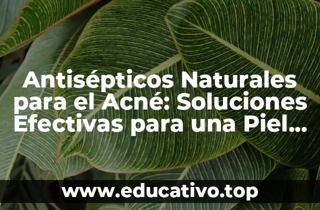 Antisépticos Naturales para el Acné: Soluciones Efectivas para una Piel Clara