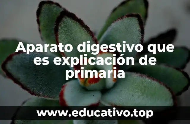 Aparato digestivo que es explicación de primaria