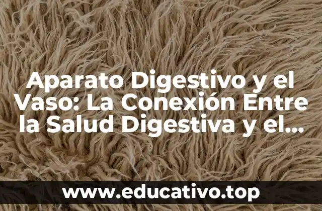 Aparato Digestivo y el Vaso: La Conexión Entre la Salud Digestiva y el Sistema Cardiovascular