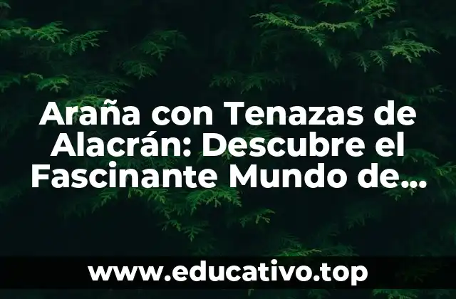 Araña con Tenazas de Alacrán: Descubre el Fascinante Mundo de estos Arácnidos