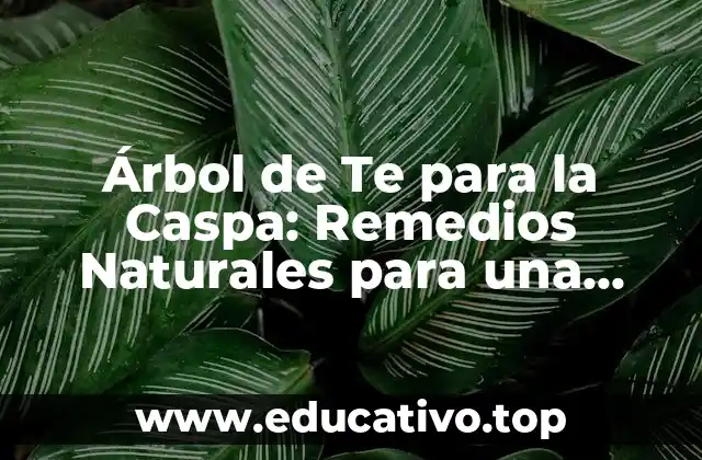 Árbol de Te para la Caspa: Remedios Naturales para una Cabeza Sana