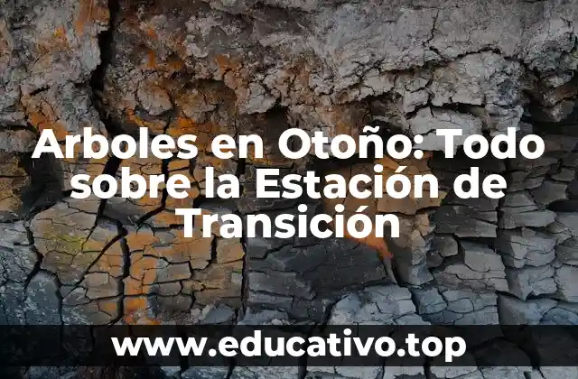 Arboles en Otoño: Todo sobre la Estación de Transición