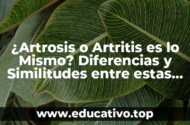 ¿Artrosis o Artritis es lo Mismo? Diferencias y Similitudes entre estas Dos Condiciones Médicas