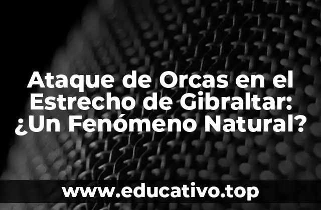 Ataque de Orcas en el Estrecho de Gibraltar: ¿Un Fenómeno Natural?
