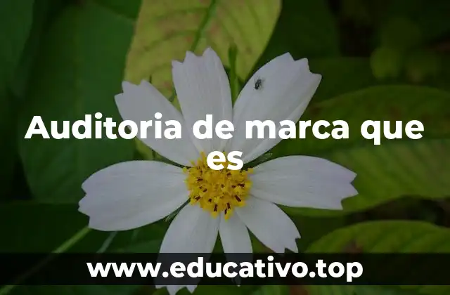 Auditoria de marca que es