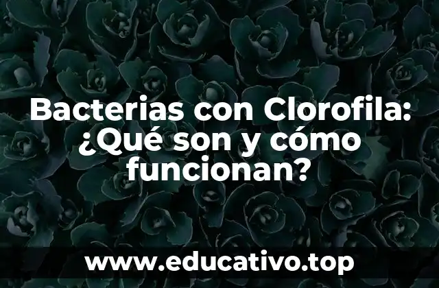 Bacterias con Clorofila: ¿Qué son y cómo funcionan?