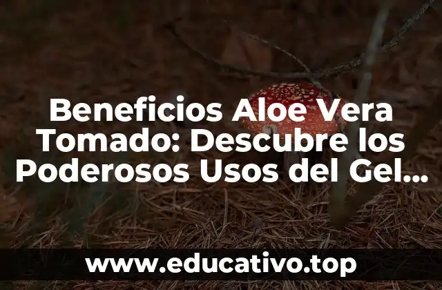 ¿Qué es el Aloe Vera Tomado y Cómo se Produce?