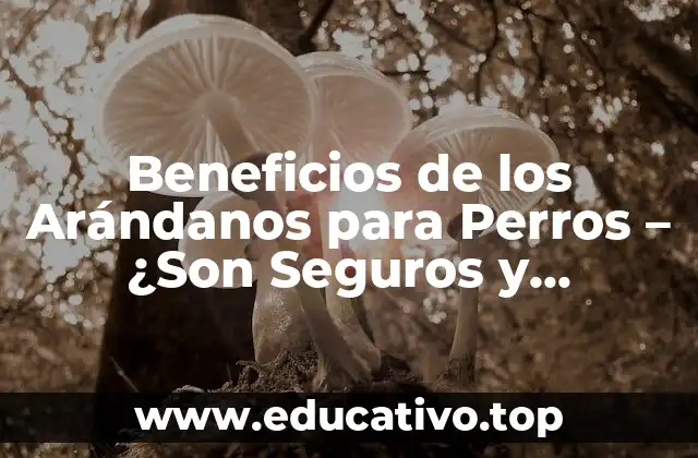 Beneficios de los Arándanos para Perros – ¿Son Seguros y Efectivos?