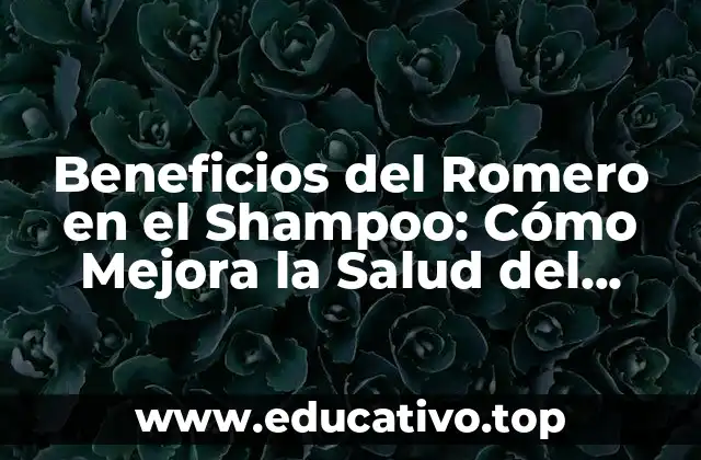 Beneficios del Romero en el Shampoo: Cómo Mejora la Salud del Cabello