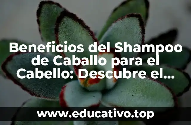 Beneficios del Shampoo de Caballo para el Cabello: Descubre el Secreto