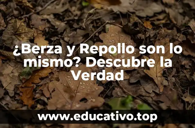 ¿Berza y Repollo son lo mismo? Descubre la Verdad