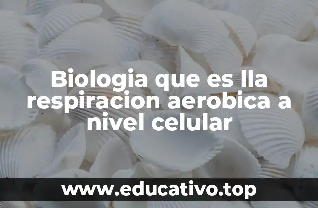 Biologia que es lla respiracion aerobica a nivel celular