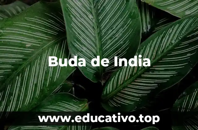 Buda de India