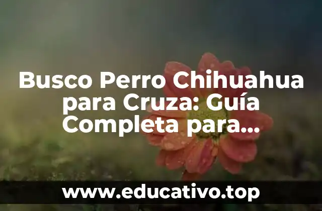 Busco Perro Chihuahua para Cruza: Guía Completa para Encontrar el Mejor Compañero